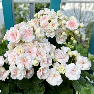 直立天竺葵国王重瓣花苗经典品种多季开花易养阳台网红