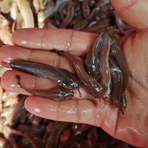 埃及塘鲺鱼苗大口鲶鱼苗本地土鲶塘角水花活体革胡子鲶鱼塘虱八.