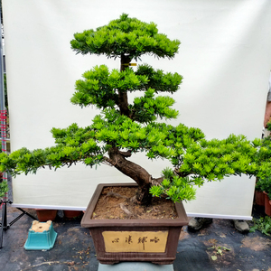 000人付款淘宝正宗台湾金钻罗汉松盆景素材菊花芯罗汉松海岛红芽