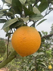 江西赣南脐橙橙子当季水果整箱20斤北京江浙9省包邮不打蜡不催熟