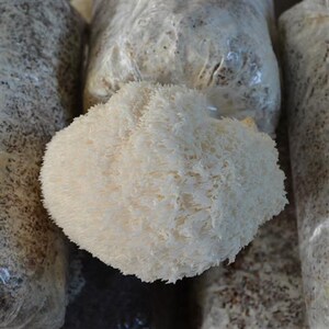 猴头菇菌棒盆栽食用菌菌包菌种阳台家庭种植菌包蘑菇种植袋装蘑菇