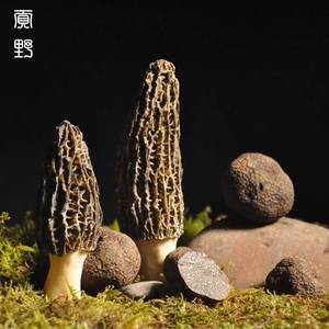 贡野黑松露新鲜云南野生菌鲜货羊肚菌牛肝菌云南高原特产菌子500g