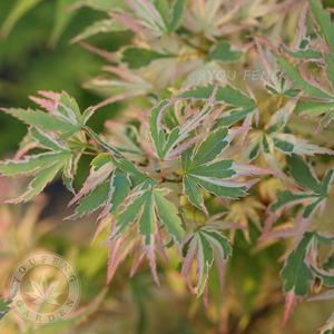 蝴蝶日本进口斑锦枫观叶红枫四季好养庭院地栽花园阳台盆栽有枫