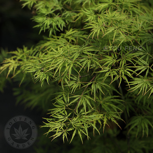 青枝垂羽毛系垂枝型日本枫树观叶四季庭院地栽室内阳台盆栽有枫