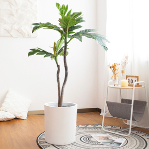 绿植室内盆栽大真树