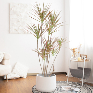 千年木盆栽龙血树七彩马尾铁北欧办公室客厅大绿植真室内大型植物