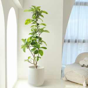 【富贵树大型】富贵树大型品牌,价格 - 阿里巴巴