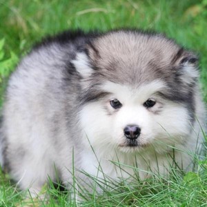 阿拉斯加雪橇犬幼犬大型犬