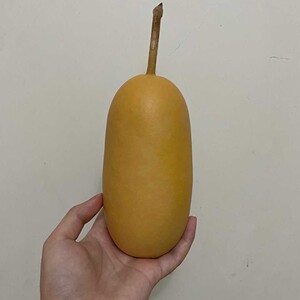 天然文玩小冬瓜葫芦矮冬瓜葫芦棒子葫芦摆件适合烙画墨刻把玩针刺