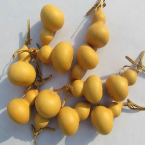 野生天然美国小葫芦铁包金转运手捻葫芦把玩葫芦品相可以都带龙头