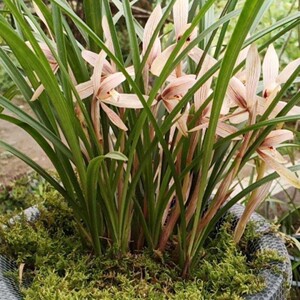 春兰朵香精选浓香贵州春兰 贵州兰花盆栽兰花盆景 熟草带花苞包邮