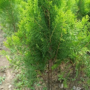 柏枝树苗扁柏枝树适合盆栽喜庆使用柏枝树和肉桂树(百枝贵子)