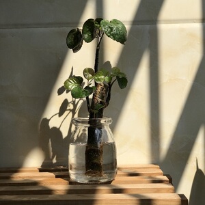 水培钱多多金钱兜福禄桐盆栽办公室绿植富贵竹鸭脚木镜面草发财树