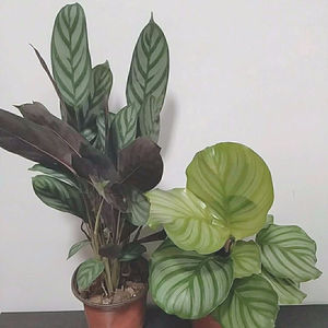 青苹果竹芋彩虹孔雀室内植物北欧客厅绿植吸甲醛净化空气观叶植物