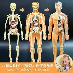 人体结构模型儿童医学早教diy组装人体仿真骨架骨骼器官解剖模型