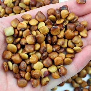 牧马山凉薯种子种籽孑水果地瓜特大白瓤香甜早熟苗秧种植沙葛土瓜