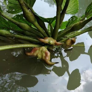 新鲜老菱角种子两角牛角水生植物四季蔬菜高产池塘红菱角黑菱苗