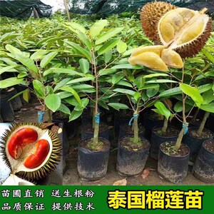 榴莲树果苗南方种榴莲种子苗金枕头猫山王榴莲种植苗嫁接带土带叶