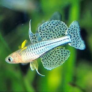 阿鲁珍珠燕子鱼