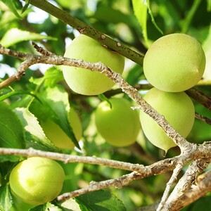 5斤野生小白梅果诏安富硒青梅果鲜果新鲜现摘高山酸梅果子泡酒用