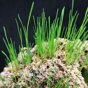 上水石花草吸水石盆景植物树微景观假山上种的造景草籽珍珠草种wang