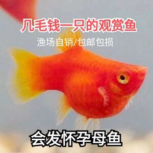 红皮球鱼红太阳球鱼直接下小鱼崽狂魔热带淡水观赏鱼小型胎生鱼苗