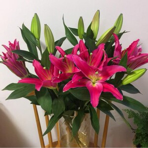 000人付款淘宝以花之名西诺红百合鲜花家庭办公室插花直