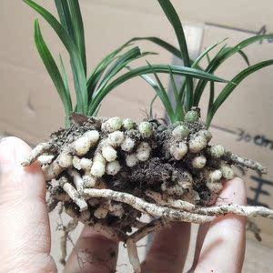 卉茗轩园艺蕙兰春兰龙根龙蛋苗小草兰花四季常绿植物花卉盆栽小艺