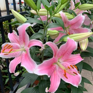 马龙区鲜切玫瑰经营部的小店5个粉色马龙单瓣香水百合盆栽花球