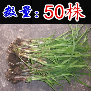禾之绿种业有限公司淘宝四季新型皇竹草子种孑多年生种子品种 黄竹