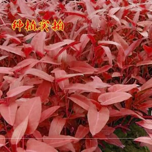 紫红大叶空心菜籽四季播高产柳叶空心菜种子阳台盆栽水培蔬菜种籽