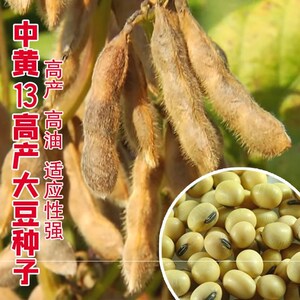 树豆王 农户大田种植超高产千斤大豆种子高蛋白黄豆种子1斤黄豆种