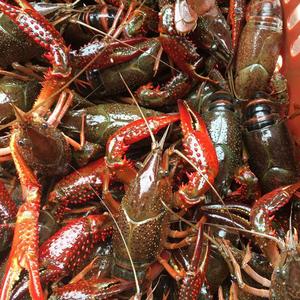 肖业金淘宝洪湖活鲜小龙虾456红头青头.大小规格有货0人付款35.