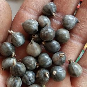 新货草珠子 可种植 串珠子 1斤多省包邮 带壳薏米