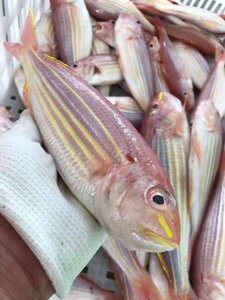 潮汕鲜活鲜冻红杉鱼海鱼新鲜食用海鲜水产深海钓红三鱼金丝鱼金线