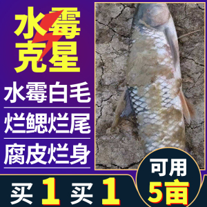 水霉病专治鱼药水霉净复合硫醚沙星水产养殖白毛烂身烂尾烂鳃速清