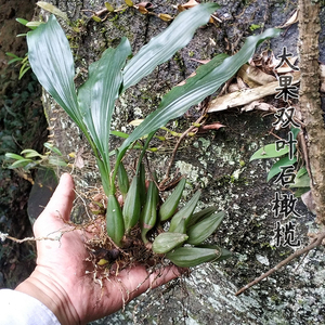 深山现采新鲜石橄榄炖汤双叶大果石仙桃中药材岩珠石枣子500g包邮