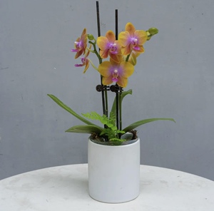 【黄金沙拉】-蝴蝶兰花卉四季好养带花剑花苞兰花盆栽 缘植