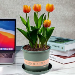 郁金香鲜花盆栽郁金花耐冻室外绿植带花苞发货宿舍盘景植物自种小