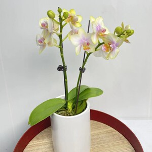 佛山蝴蝶兰 祥云蝴蝶兰花卉四季好养带花剑花苞兰花盆栽绿植