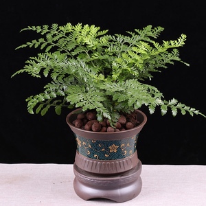 吉姆宝石蕨花卉迷你小盆栽办公室阳台室内桌面花卉绿植净化空气