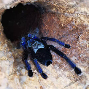 巨型宠物大蜘蛛昆虫活体新加坡蓝捕鸟蛛足展7-8厘米稀有爬行活物