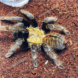 宠物大蜘蛛胡志明地老虎捕鸟蛛足展2-12厘米越南活体食鸟蛛活昆虫