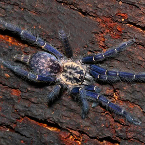 宠物蜘蛛无毒入门