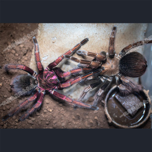 宠物大蜘蛛马查拉钢铁蓝食鸟蛛足展5-9厘米pam属新手大型昆虫活体