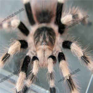 宠物大蜘蛛昆虫活体巴西黑白脚捕鸟蛛足展2-15厘米爬宠活物食鸟蛛