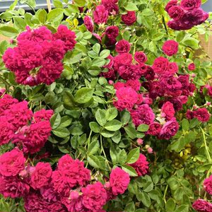 子车飞荷拍两颗更划算红罗莎莉爬藤爬墙月季花