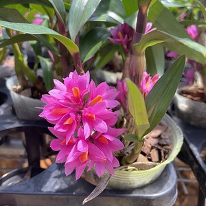 姬美石斛水莲稀有名贵兰铁皮枫斗花卉盆栽绿植庭院客厅清新带花发