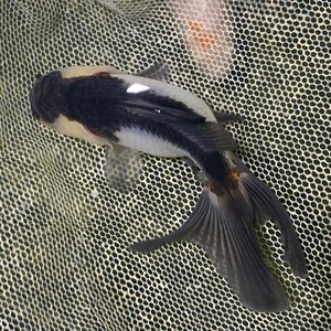 黑国狮金鱼狮子头精品黑白三色国狮招财鱼金鱼活鱼观赏鱼包活好养