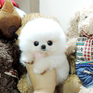 纯种博美幼犬茶杯犬长不大俊介小型犬活体可爱小博美家养宠物狗